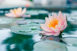 Read more about the article Raja Yoga Meditation Course ~ Online
