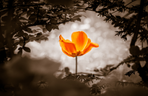 Read more about the article The Quiet Power Within You Day Retreat~ In-Person